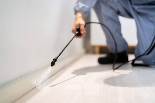 Licensed Wasp Removal service in Bradford, RI - Show Me Pest Control